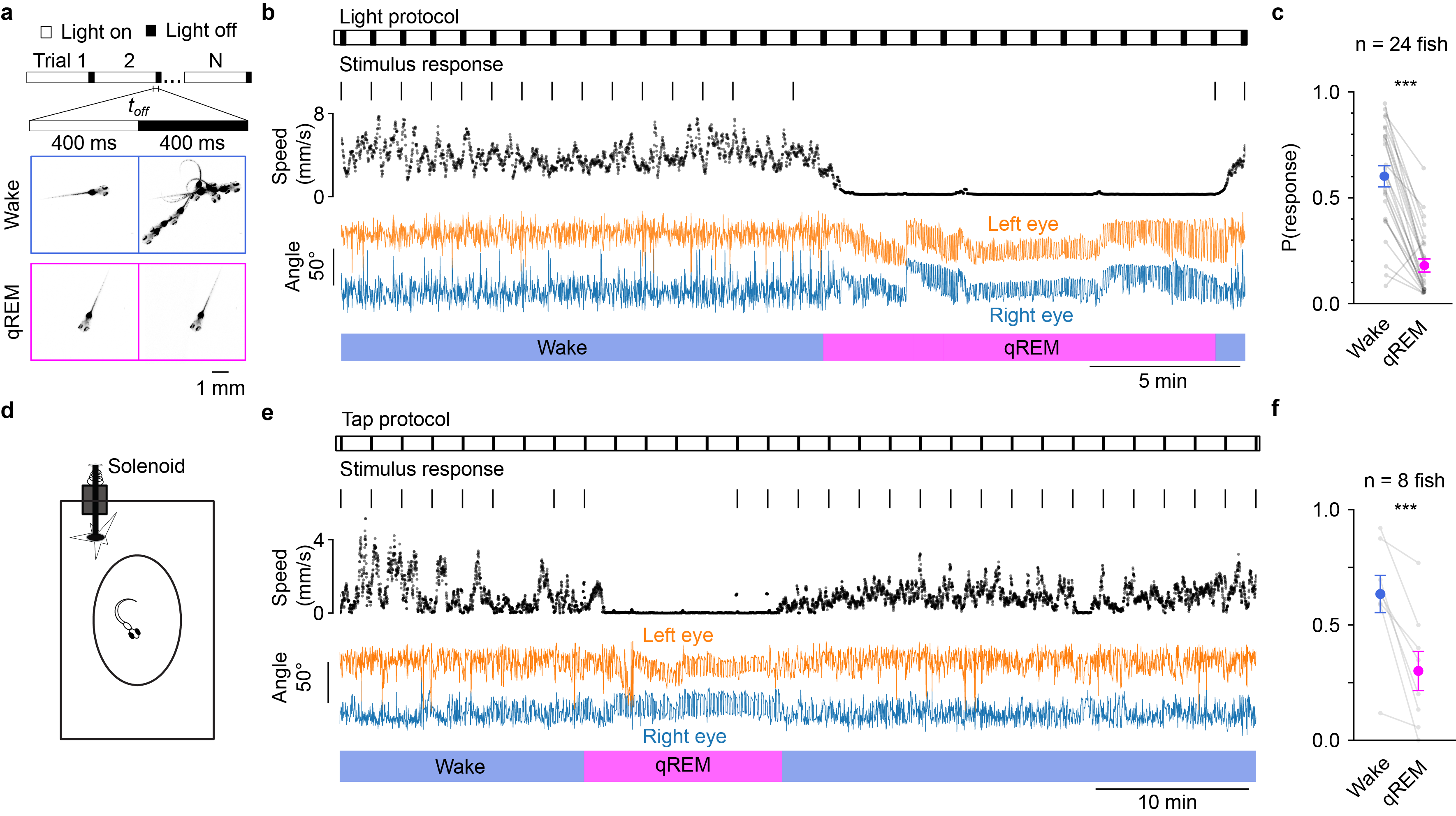 Figure 2: Eye movement patterns during sleep states