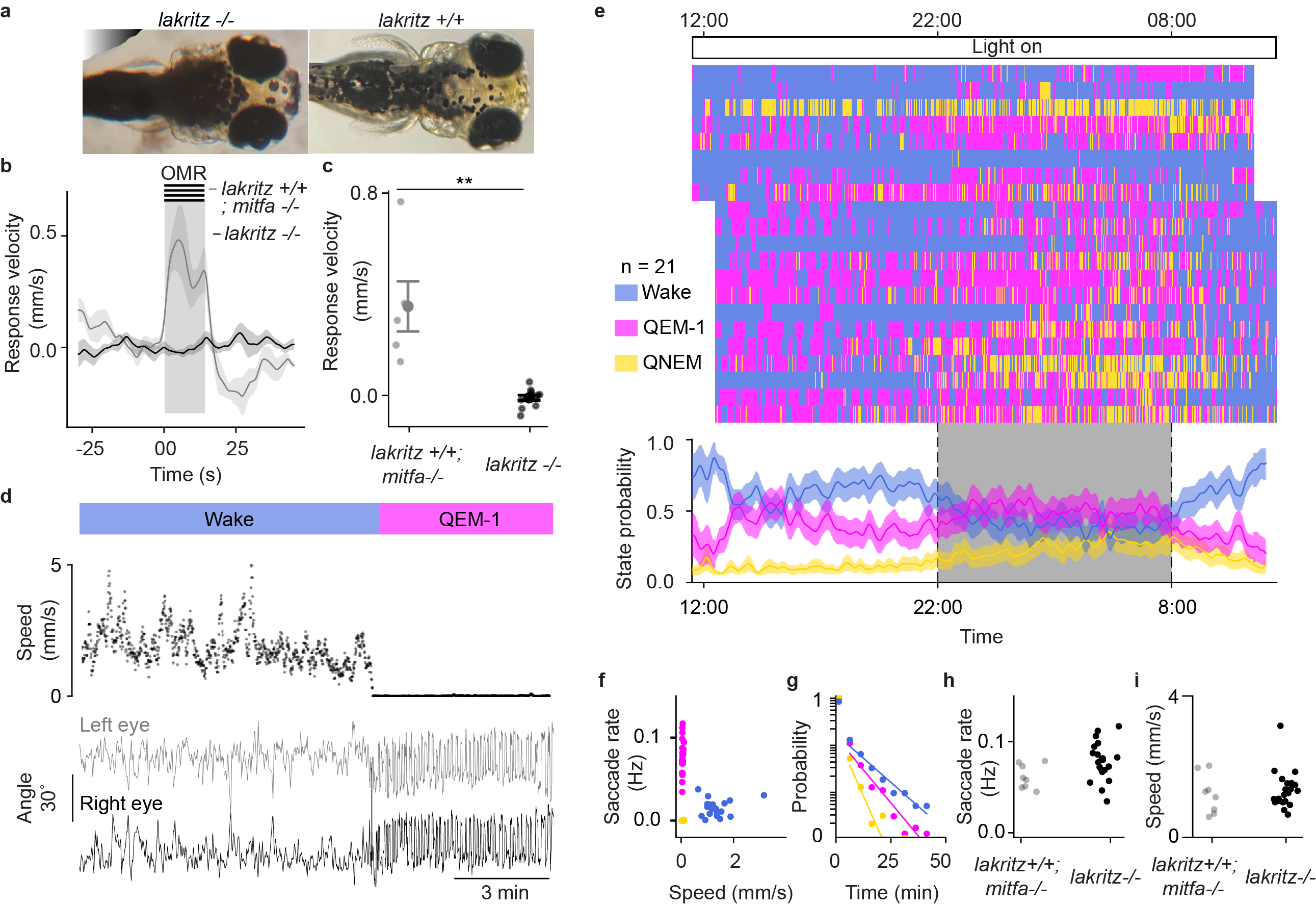 Figure 4: REM in congenitally blind zebrafish